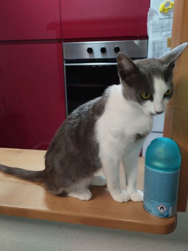 Leti - Chat à adopter - photo 4