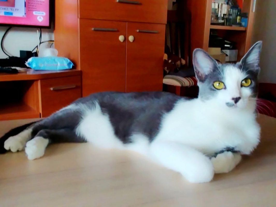 Leti - Chat à adopter - photo 3