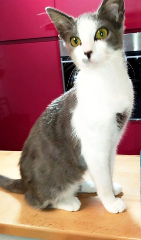 Leti - Chat à adopter - photo 2