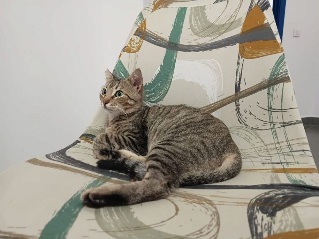 Romina - Chat à adopter - photo 4