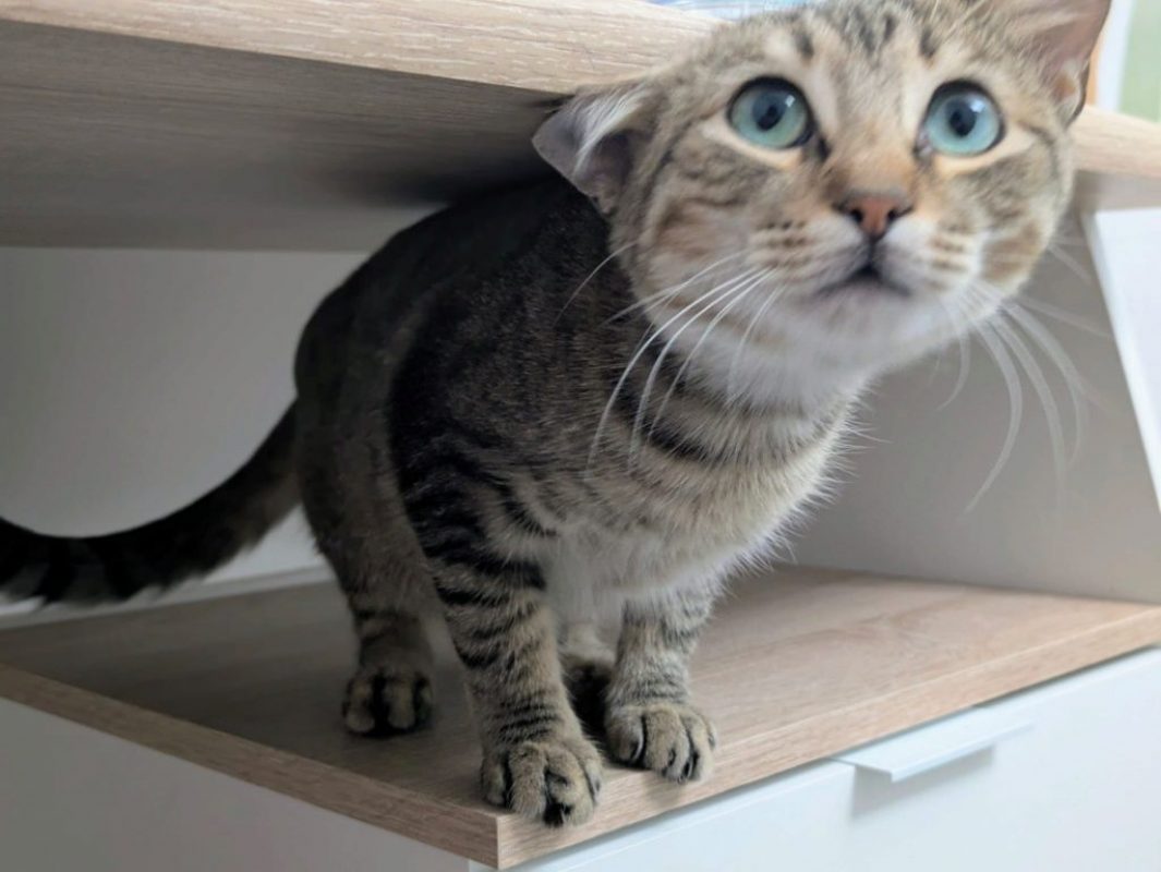 Romina - Chat à adopter - photo 3