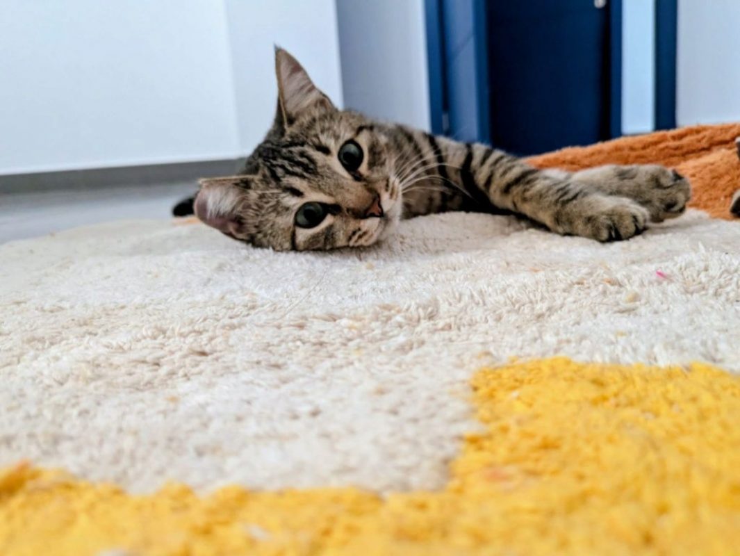 Romina - Chat à adopter - photo 5