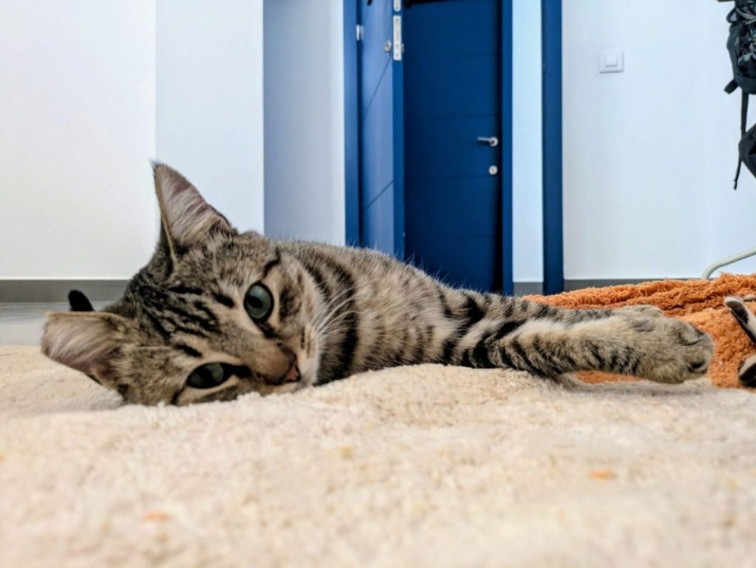 Romina - Chat à adopter - photo 2