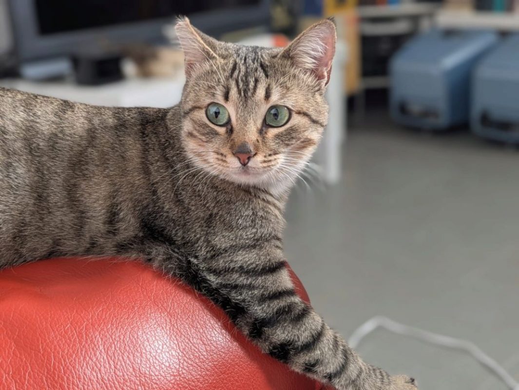 Romina - Chat à adopter