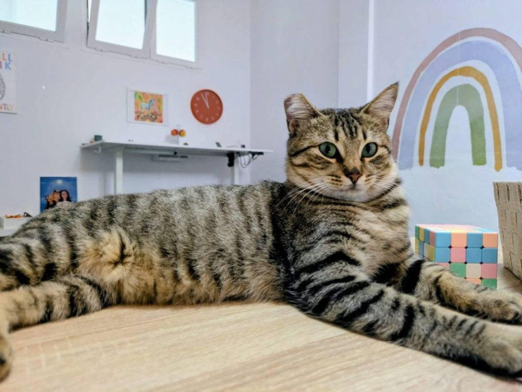 Romina - Chat à adopter - photo 6