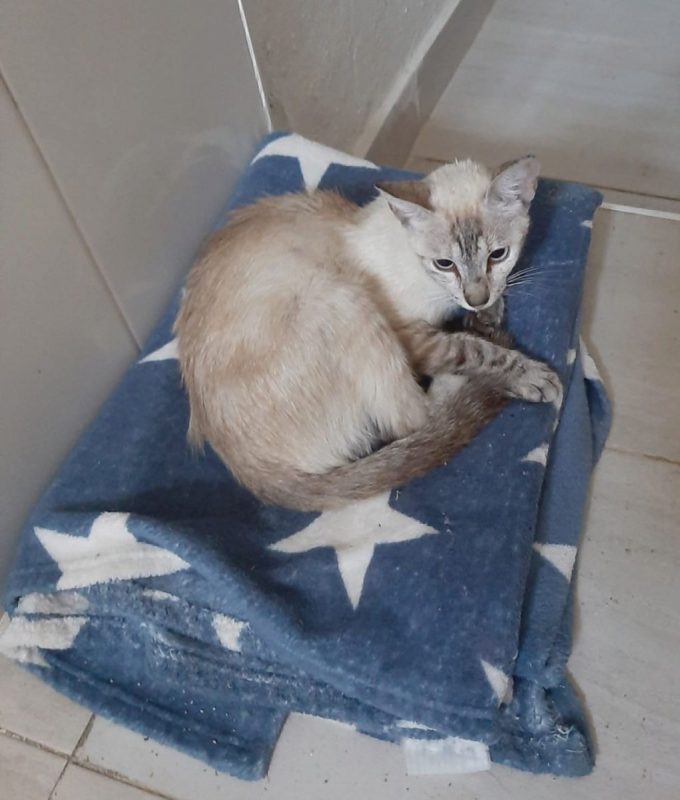 Luna - Chat à adopter