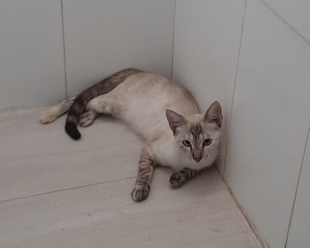 Luna - Chat à adopter - photo 4