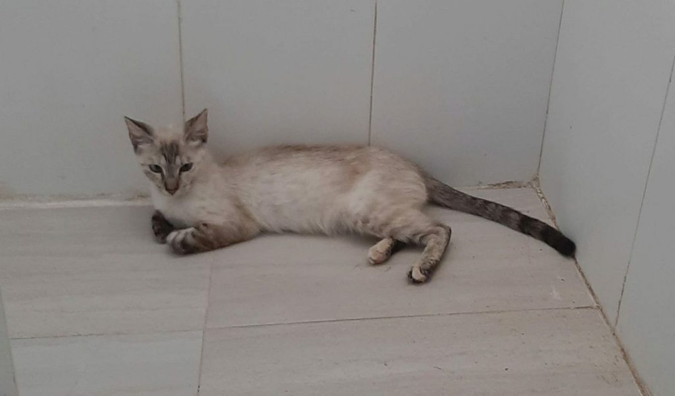 Luna - Chat à adopter - photo 2