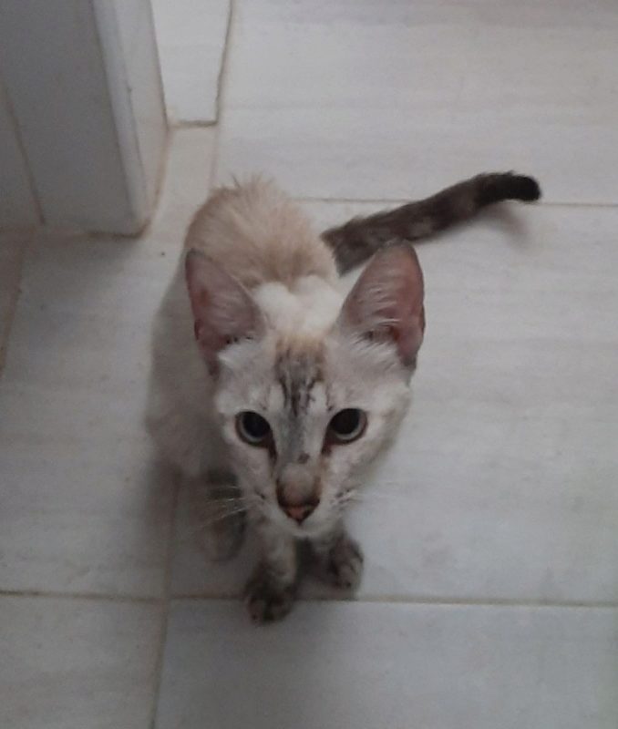 Luna - Chat à adopter - photo 3