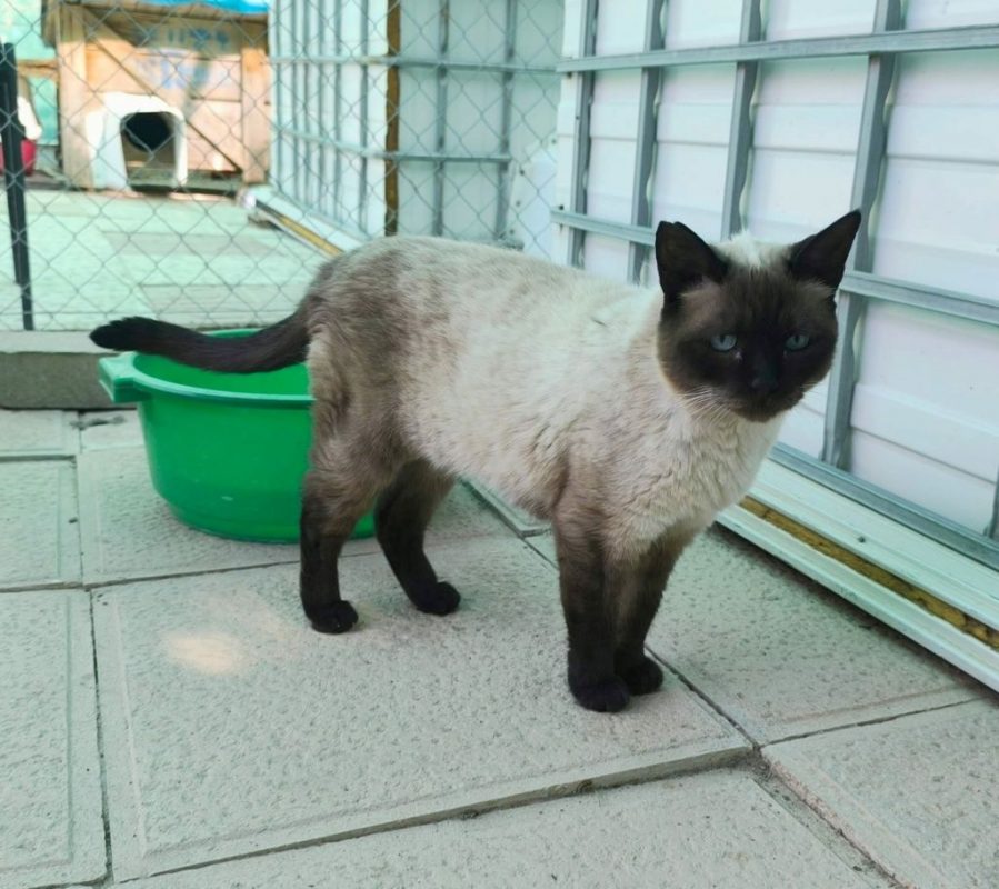 Siam - Chat à adopter - photo 5