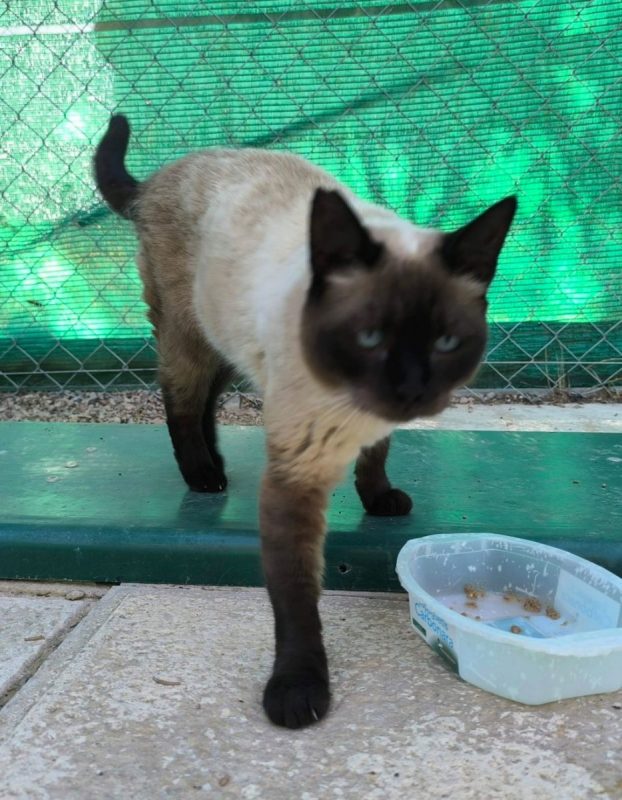 Siam - Chat à adopter