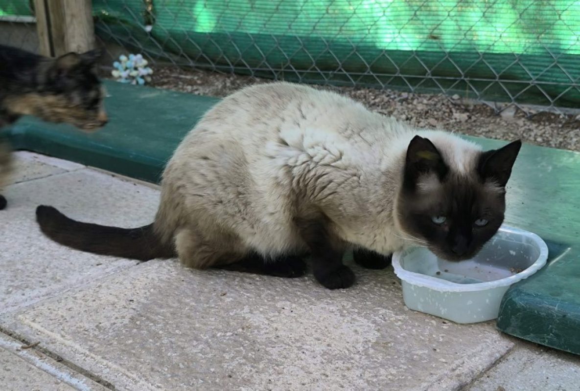 Siam - Chat à adopter - photo 2