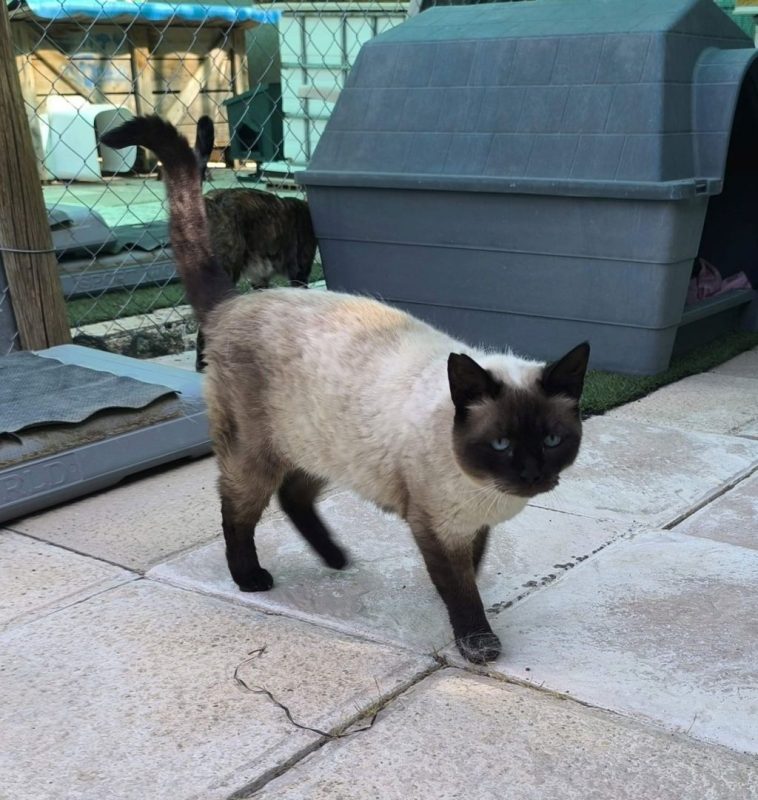 Siam - Chat à adopter - photo 6