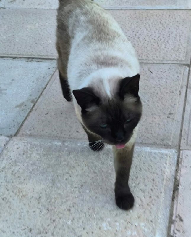 Siam - Chat à adopter - photo 4