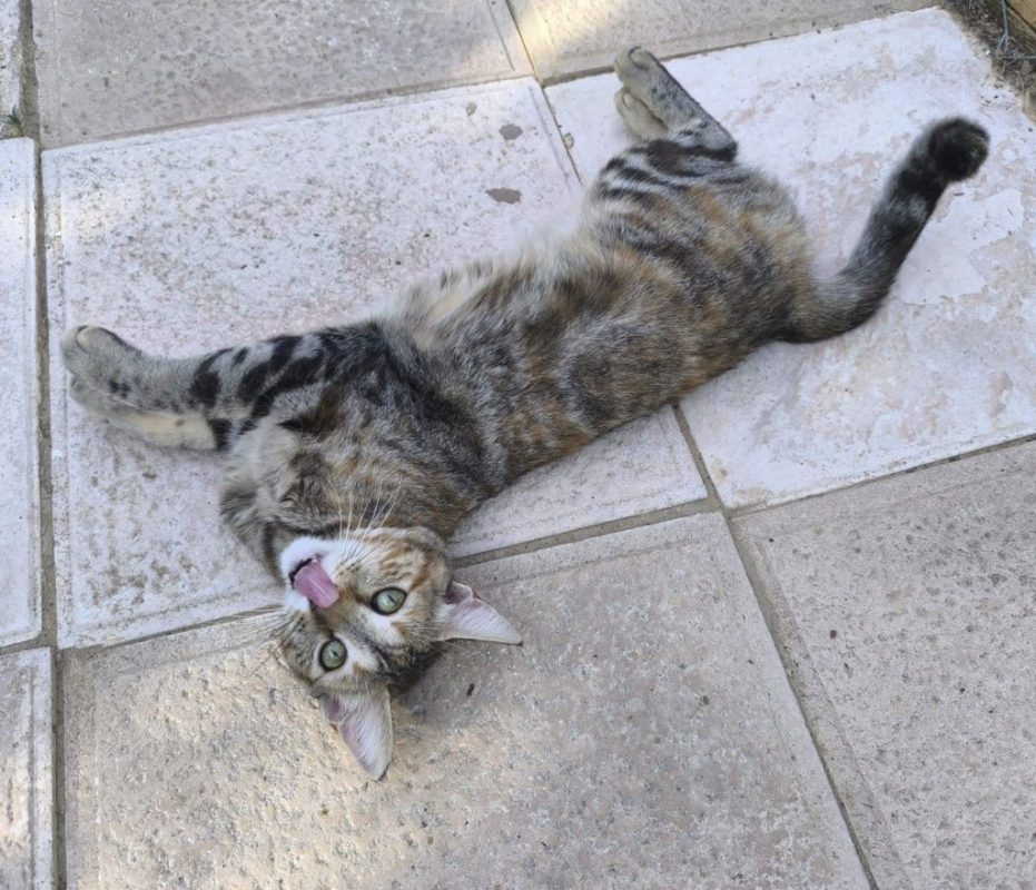 Sol - Chat à adopter - photo 4