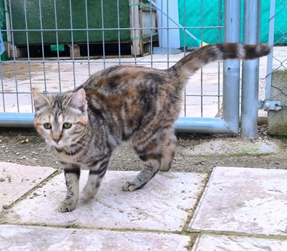 Sol - Chat à adopter