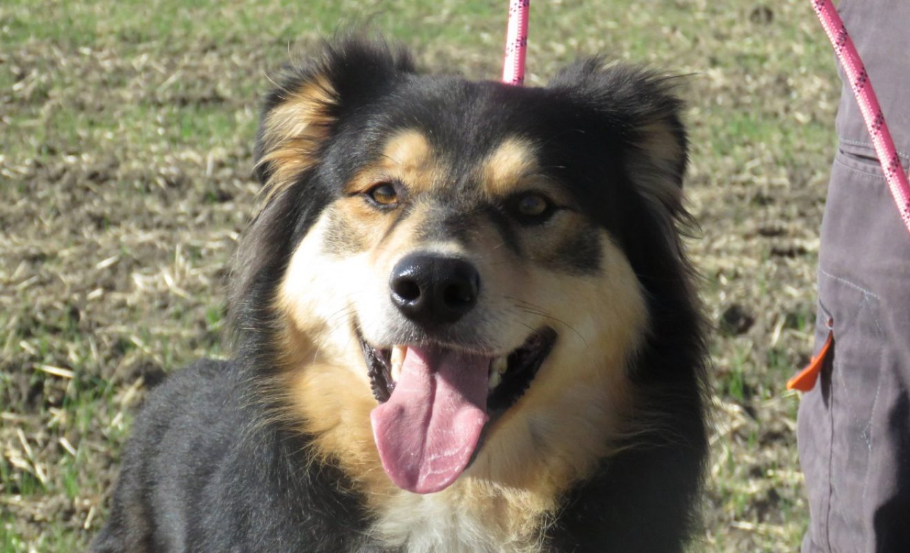 Sky - Chien Berger à adopter