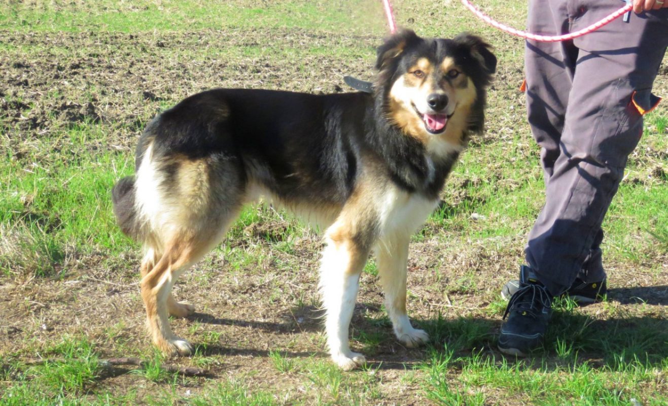 Sky - Chien Berger à adopter - photo 2