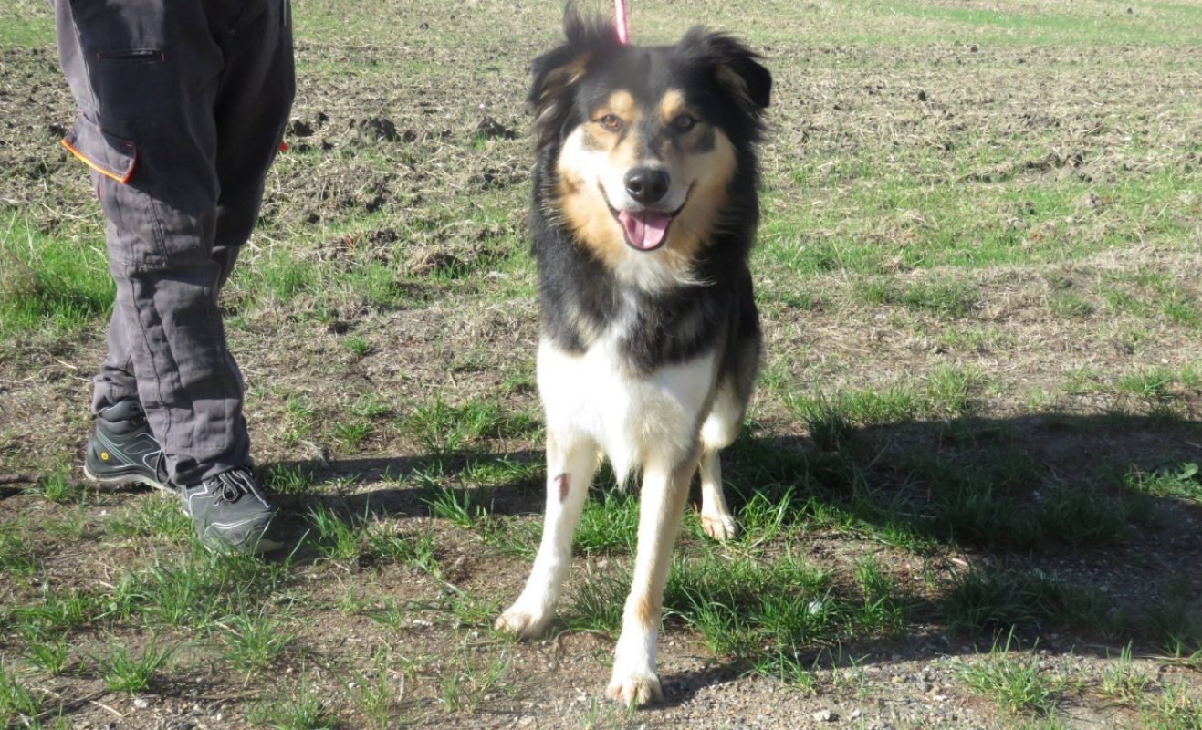 Sky - Chien Berger à adopter - photo 3
