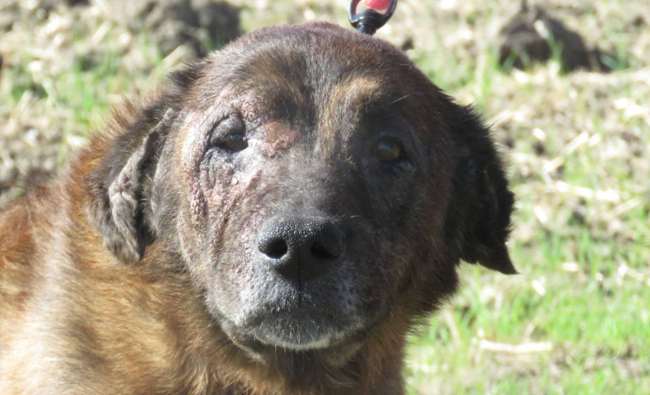 Kenya - Chien à adopter