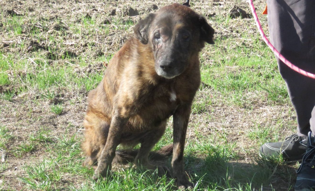 Kenya - Chien à adopter - photo 2