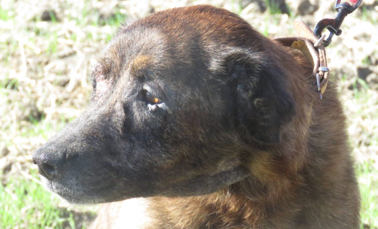 Kenya - Chien à adopter - photo 3