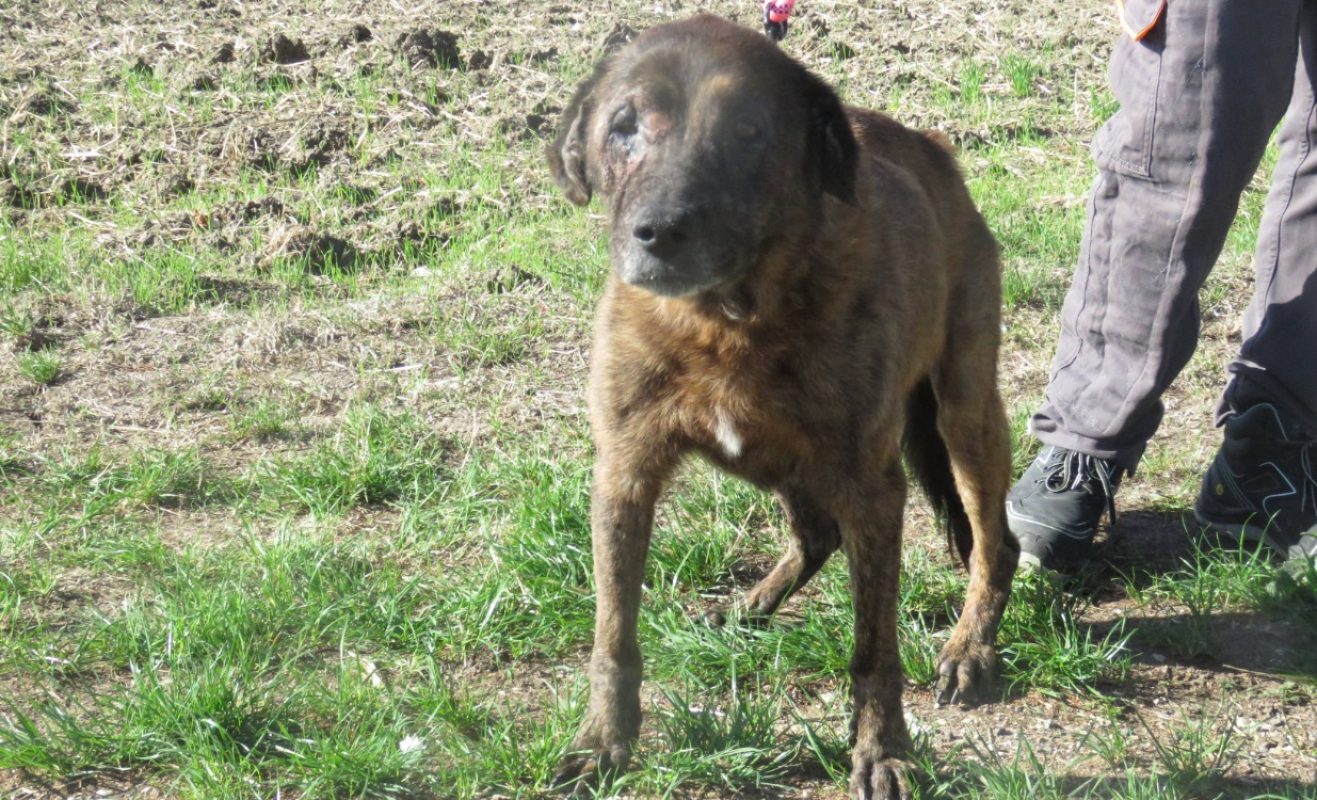 Kenya - Chien à adopter - photo 4