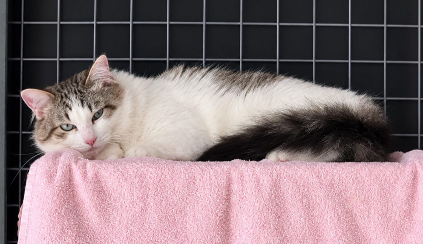 Coco - Chat Européen à adopter