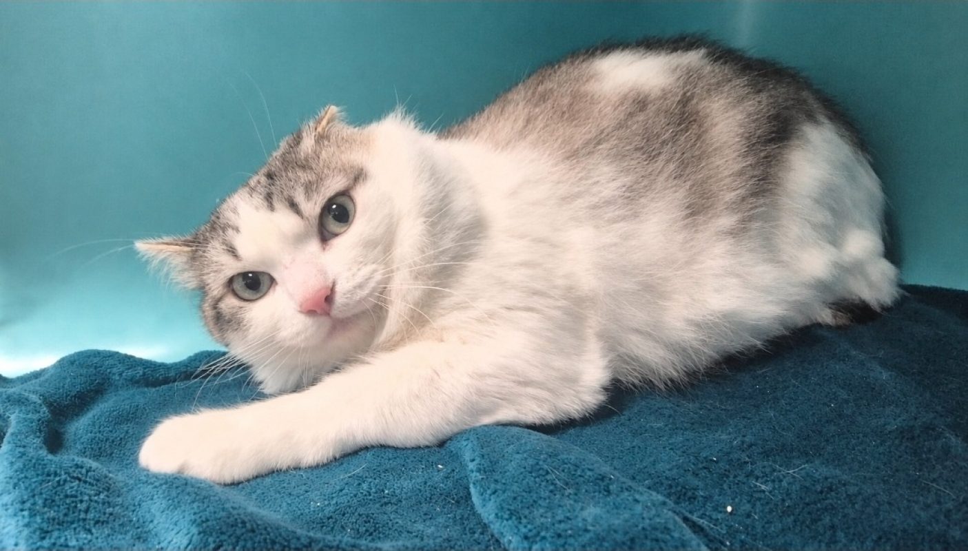 Coco - Chat Européen à adopter - photo 2
