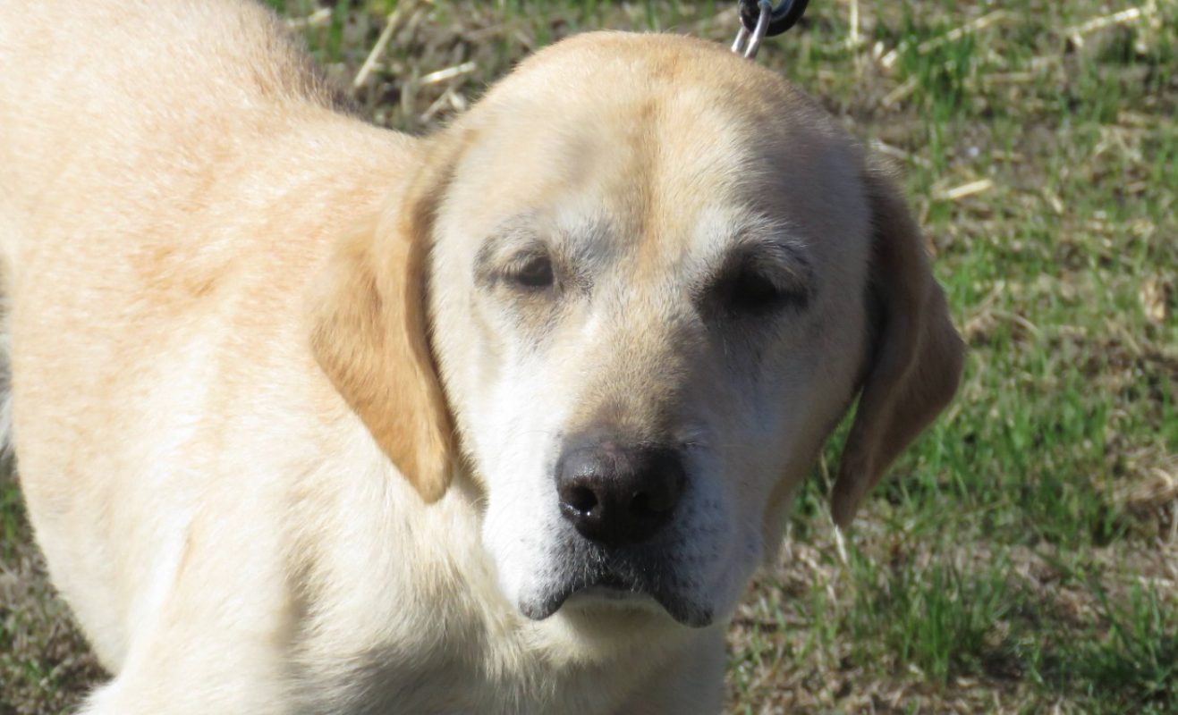 Nouchka - Chien à adopter