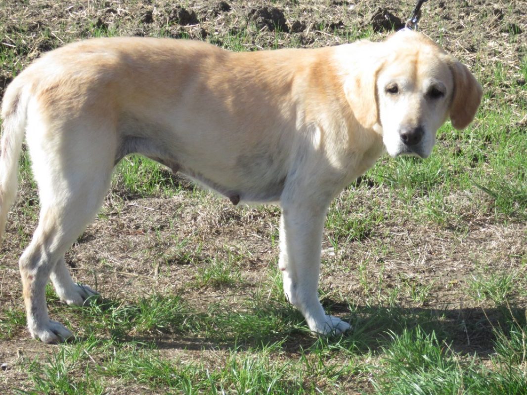 Nouchka - Chien à adopter - photo 2