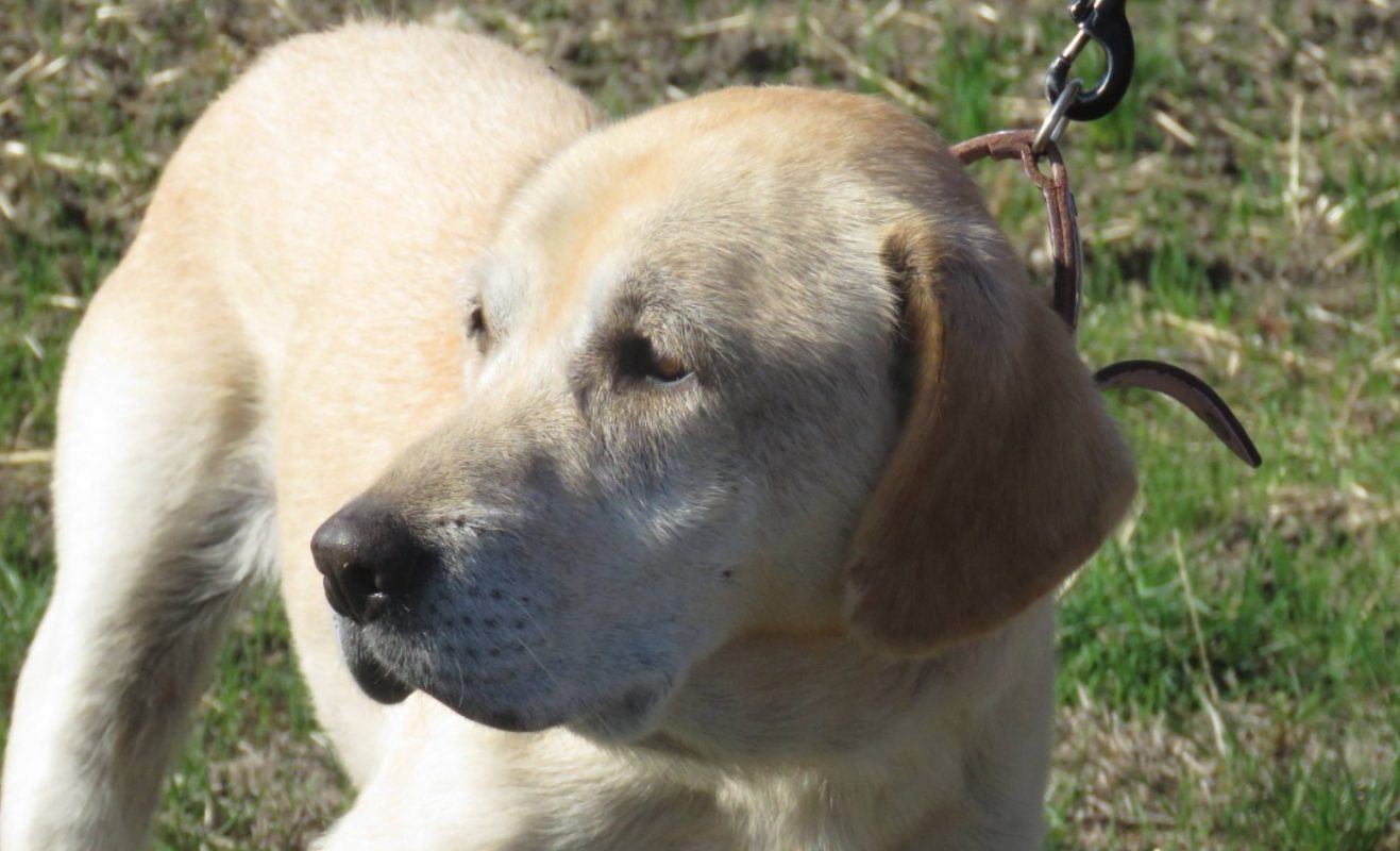 Nouchka - Chien à adopter - photo 3