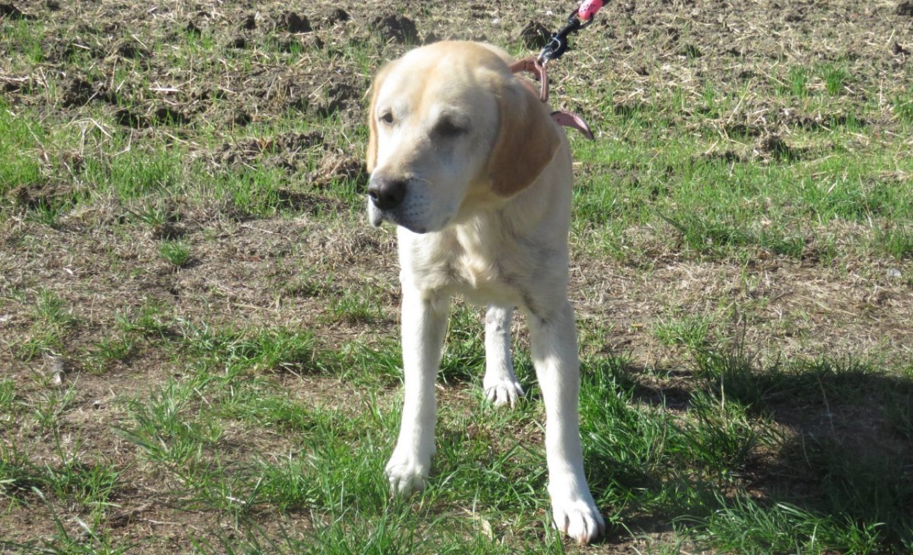 Nouchka - Chien à adopter - photo 4