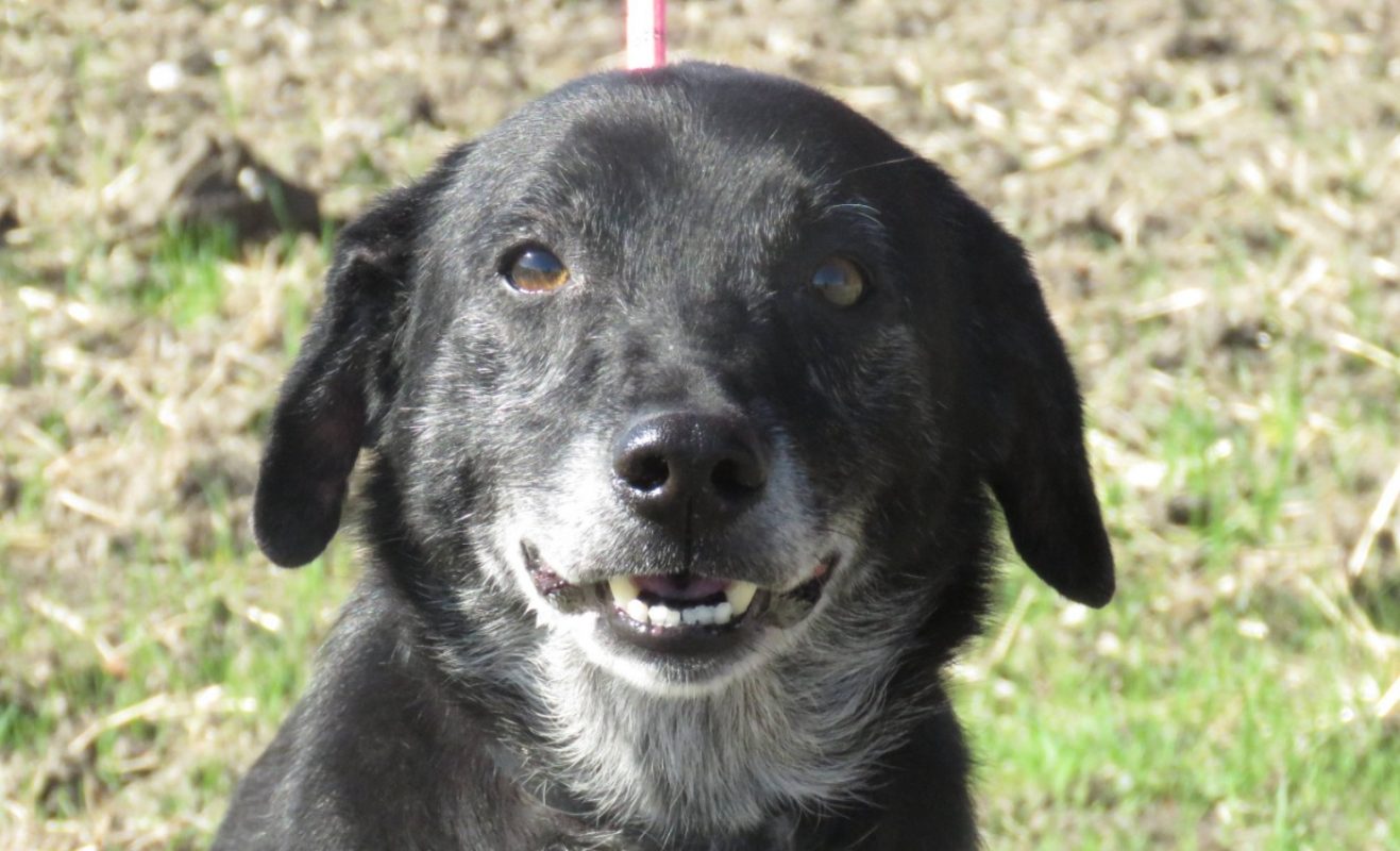Lassie - Chien à adopter