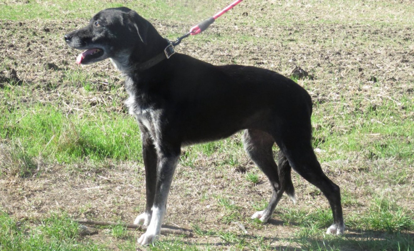 Lassie - Chien à adopter - photo 2
