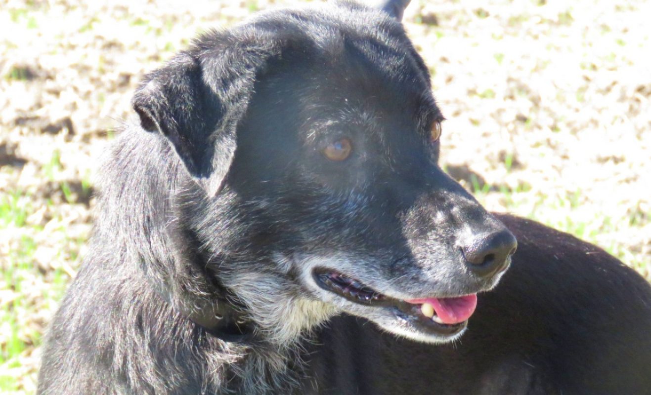 Lassie - Chien à adopter - photo 3