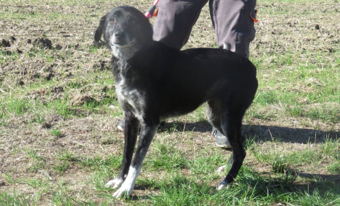 Lassie - Chien à adopter - photo 4