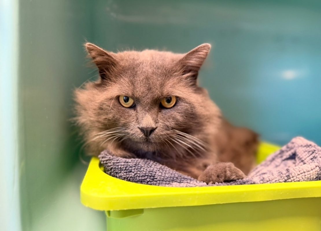 Calvin - Chat Européen à adopter
