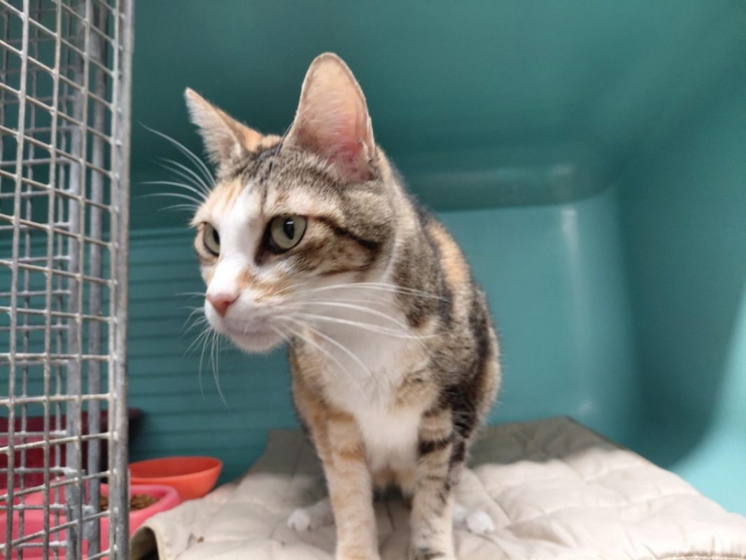 Mitumba - Chat Européen à adopter