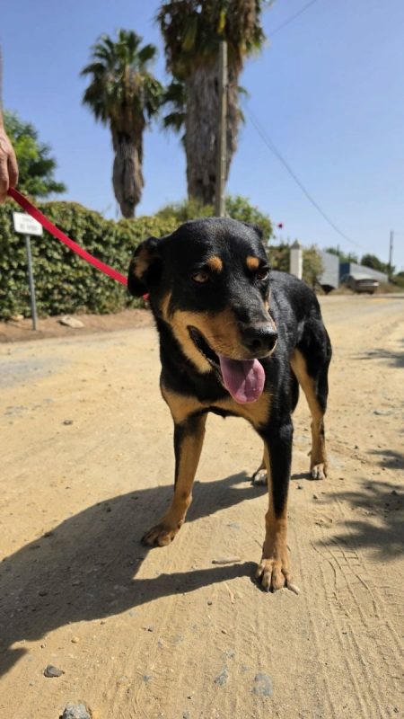 YORI - Chien à adopter - photo 2