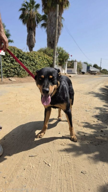 YORI - Chien à adopter - photo 4