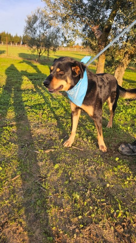 YORI - Chien à adopter
