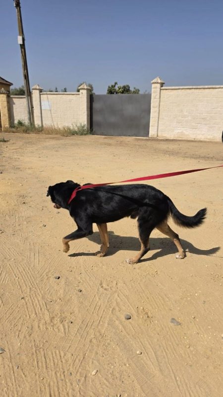 YORI - Chien à adopter - photo 3