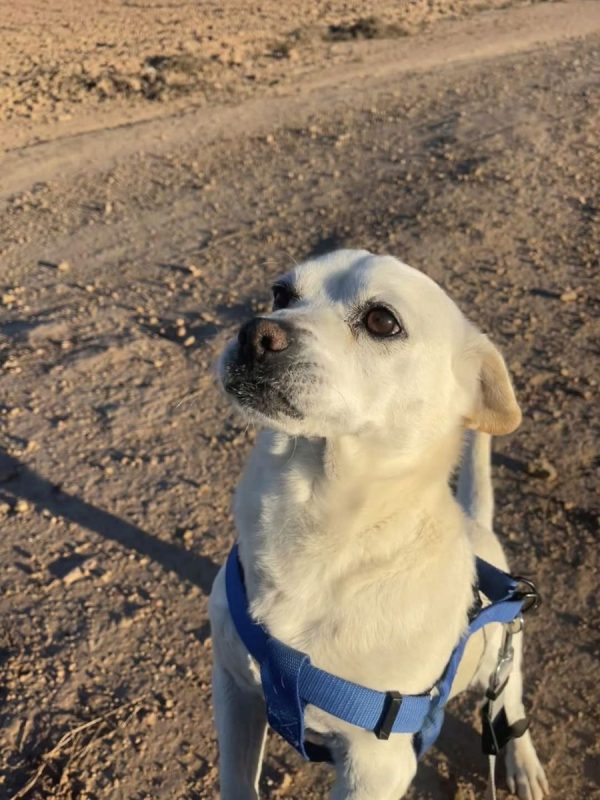 CODY - Chien à adopter - photo 5