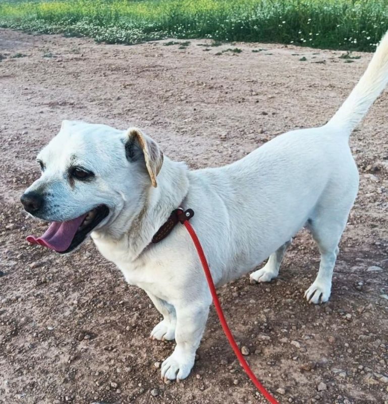 CODY - Chien à adopter - photo 3