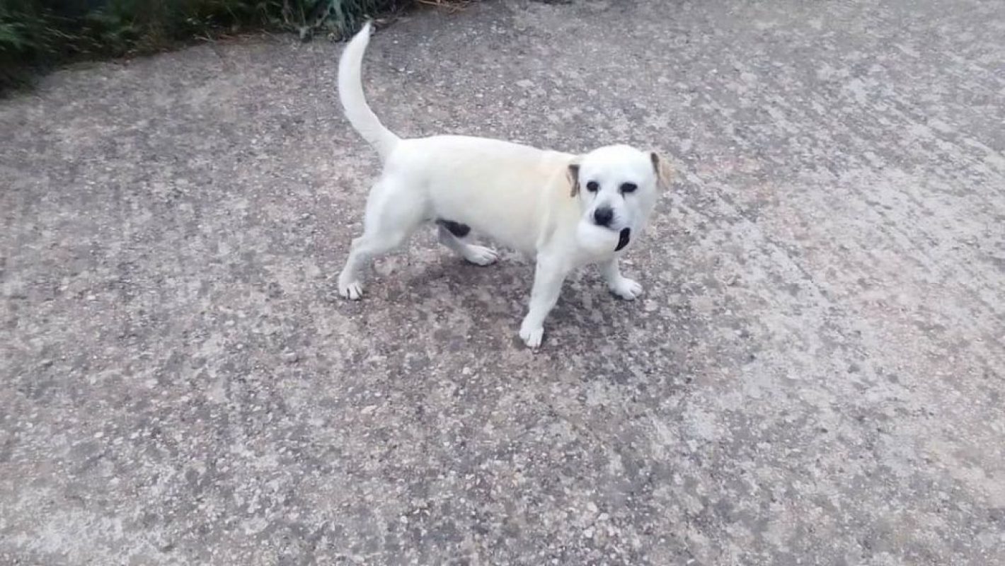 CODY - Chien à adopter - photo 2