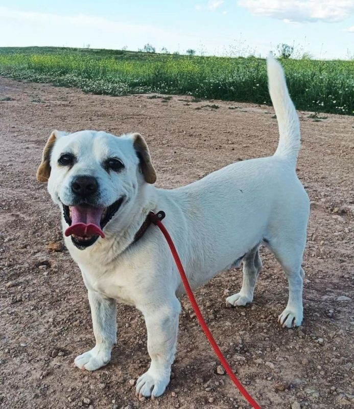 CODY - Chien à adopter