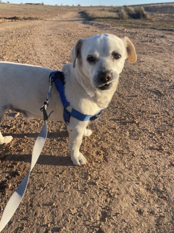 CODY - Chien à adopter - photo 4
