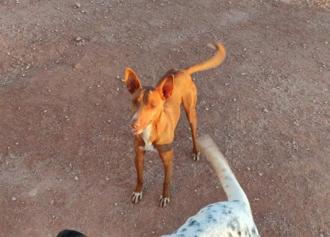 TOFU - Chien Podenco Canario à adopter - photo 2