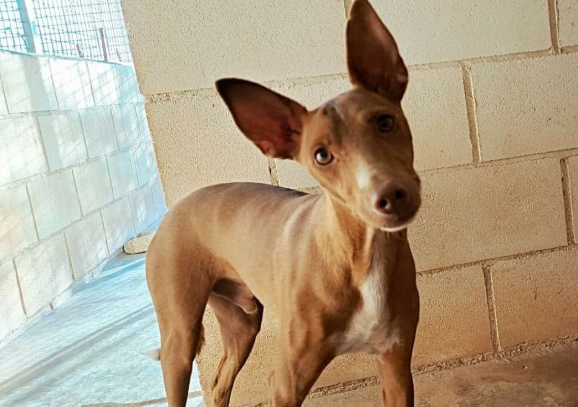 TOFU - Chien Podenco Canario à adopter